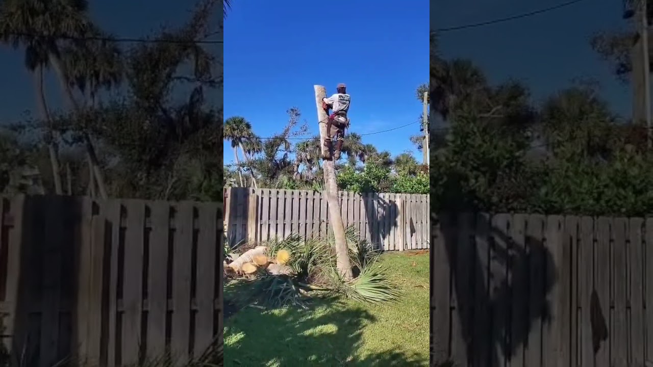 Como cortar uan palma de arriba hacia abajo facil  y rapido 