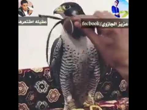 يندمو ويجوني