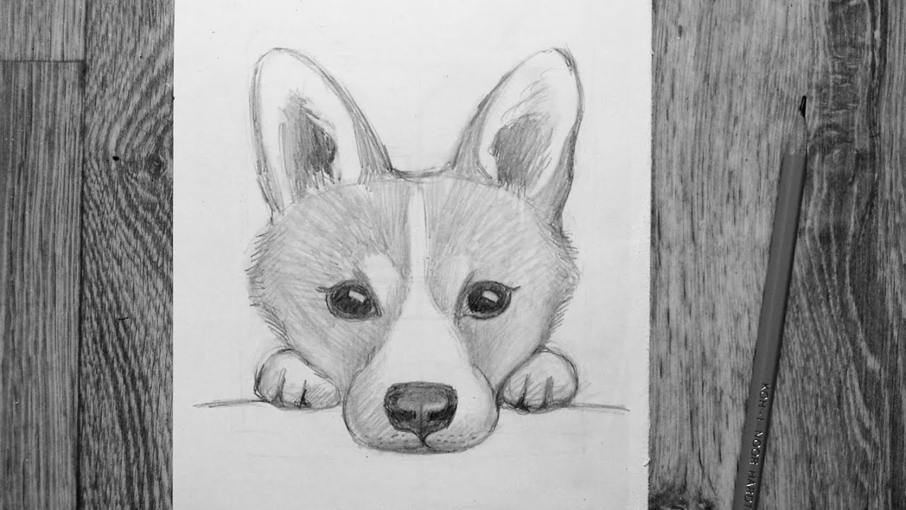 Видео мастер-класс: рисуем щенка карандашом