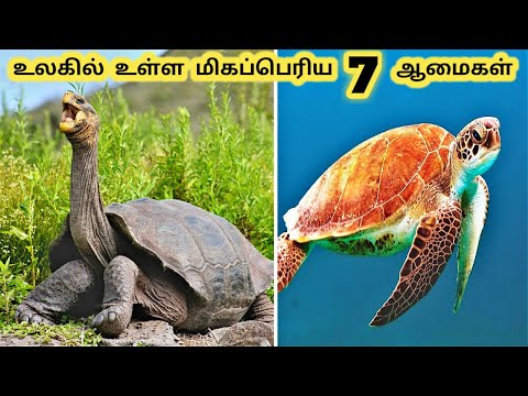 மிகப்பெரிய ஆமை வகைகள் || Seven Biggest Turtle in the World || Tamil Info Share