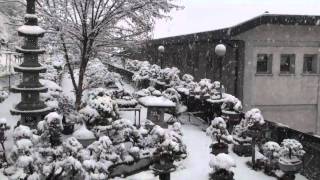 il Giardino Museo Bonsai della Serenità del M° Armando Dal Col