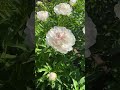 Peony Flowers #peony #peonyflower #gardening