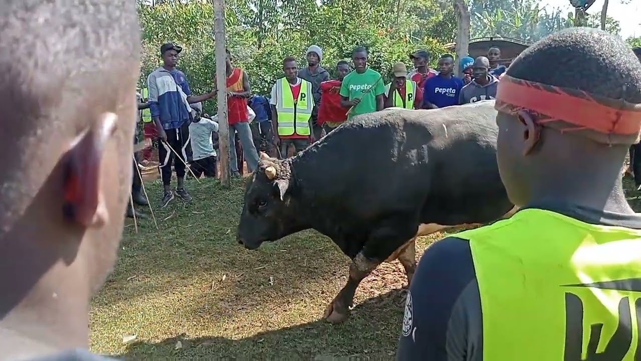 Leri ing'ombe khusone, yeru iluli