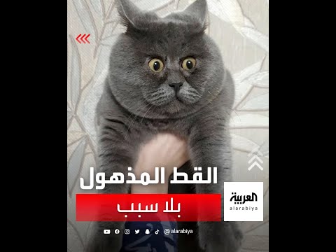 نظرة الذهول والدهشة تحول قطا روسيا إلى نجم على السوشيال ميديا