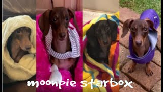Chapter 12: Moonpie Starbox TikTok Compilation