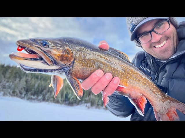 Brook Trout in Pa! Used my ice fishing rod for harder fights