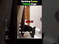 🐶🗣️ Ranking Funny Talking Dogs 🤣