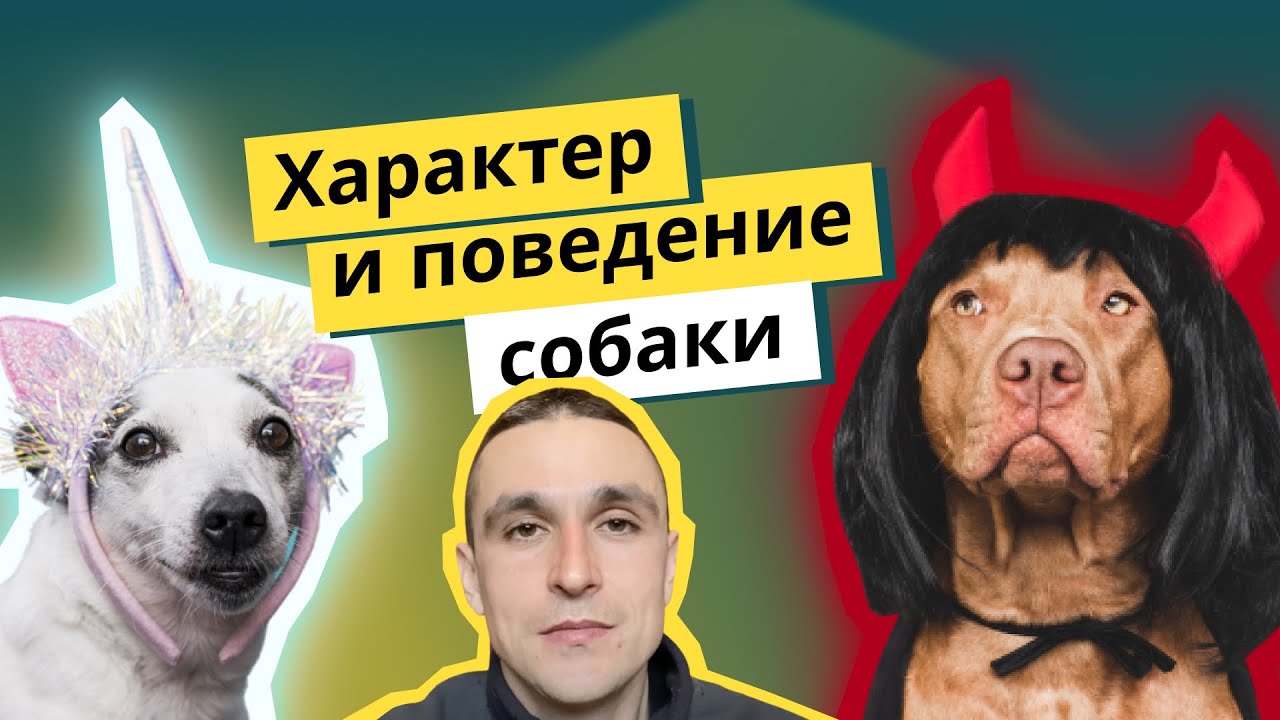 обратная агрессия у собак