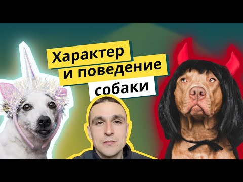 Видео: Происхождение домашней собаки