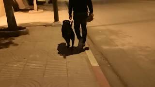 Ozi rottweiler marche au pied sans laisse