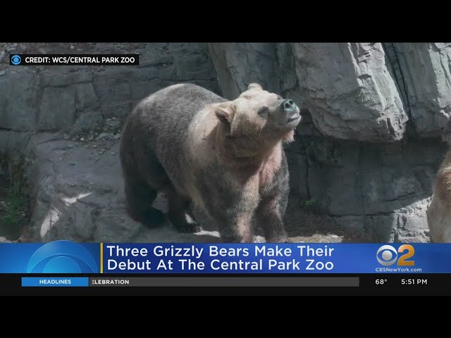 Grizzly Bears at the Central Park Zoo