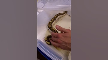Calico Spider Ball Python! #shorts