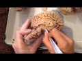 Анатомия человека. Мозг.
