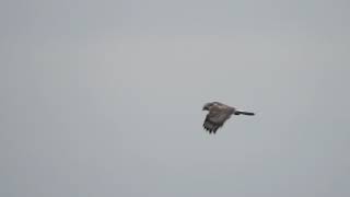 Ruigpootbuizerd in Waterland 7 november 2018