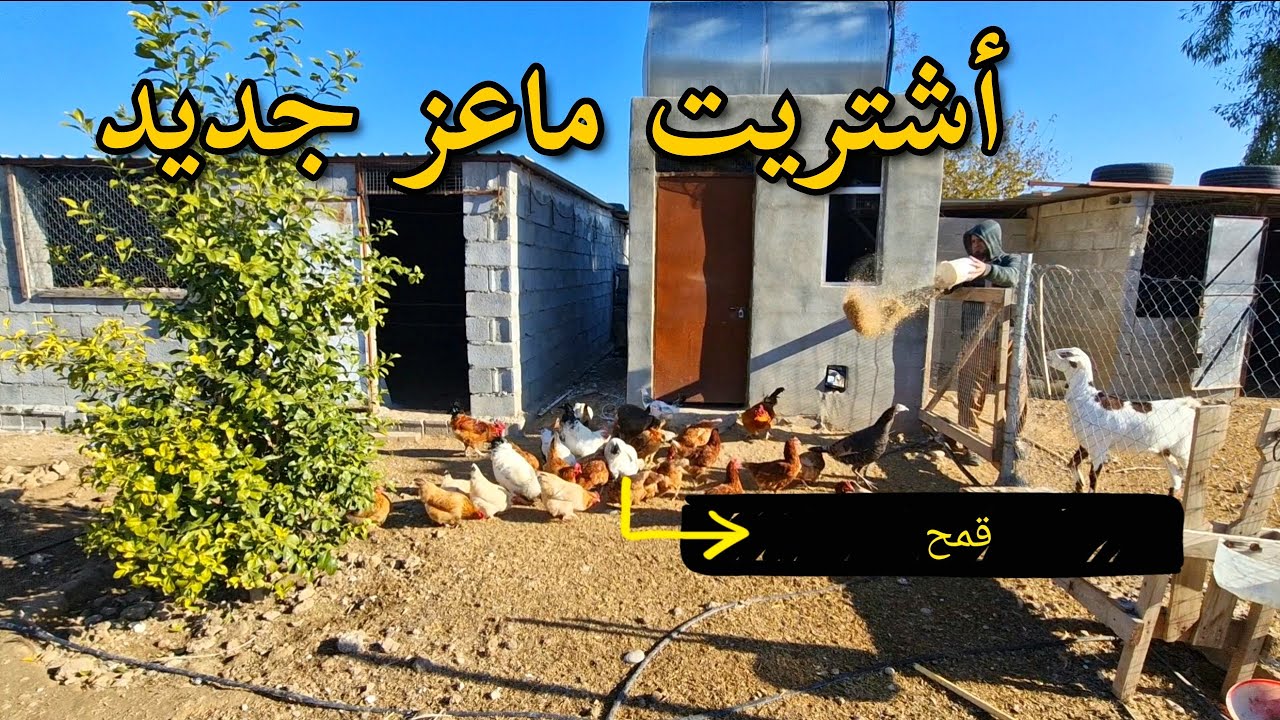 جفاف الزرع بسبب عدم هطول الأمطار،  شراء معزات جديدة،  انسب كاميرا للتصور فيديوهات اليوتوب (221)