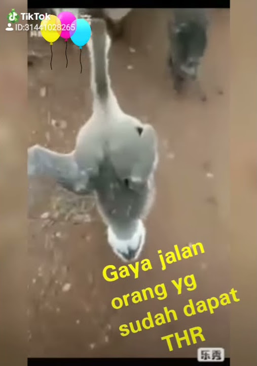 Gaya jalan orang yang sudah dapat THR 😋