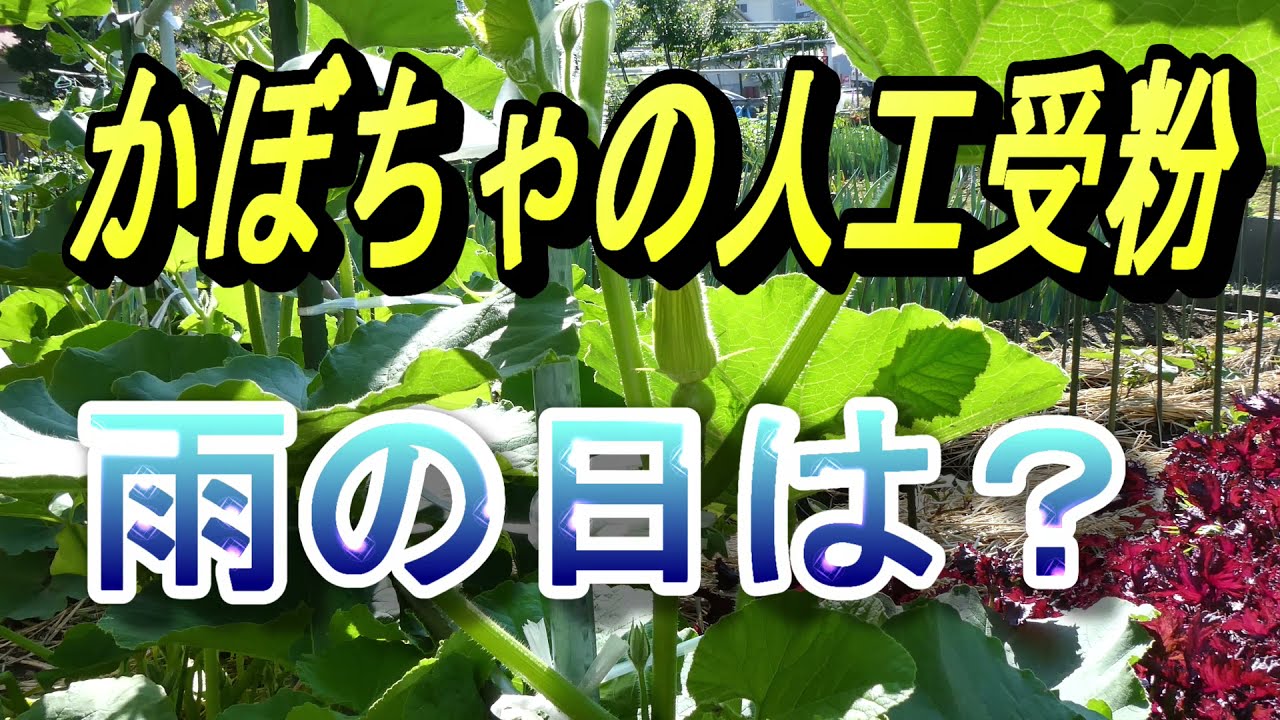かぼちゃの人工受粉で雨降りの日のやり方 雌花が雨に濡れた時 Youtube