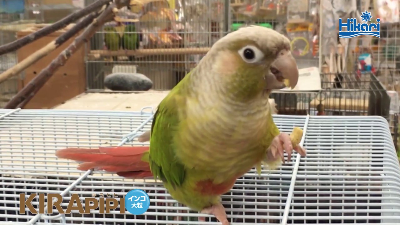 ホオミドリアカオウロコインコ パイナップル 給餌風景 キラピピ インコ大粒 鳥用総合栄養食 鳥のエサ キョーリン Hikari Youtube