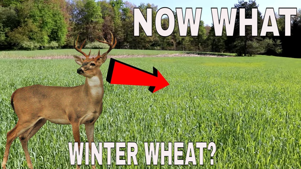 OH NO! Deer Stopped Eating My Winter Wheat, NOW WHAT? YouTube