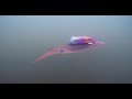 To Tag a Squid