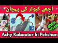 Achay kabootar ki pehchan  ache kabootar ki pehchan  bilal liaqat 00447510496829