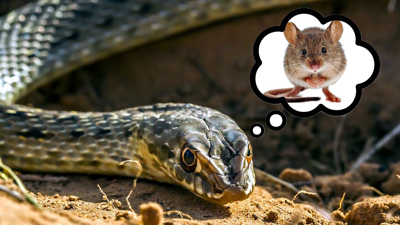Как охотится и ест ящеричная змея (How does a Montpellier snake hunt) - You...