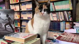 Cat watching the bookstore