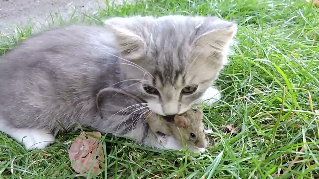 КОТИК ГАРИ ПОЙМАЛ МЫШКУ ЗА ХВОСТ