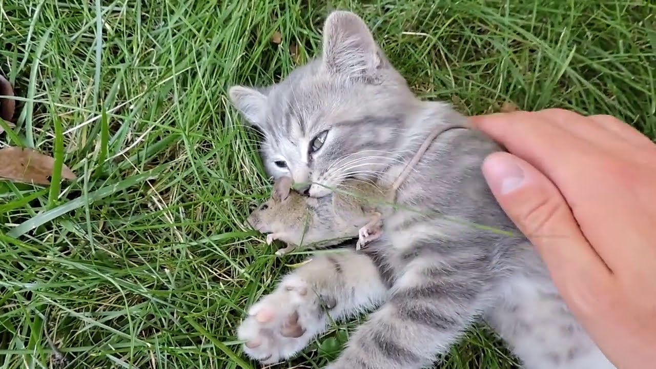 КОТИК ГАРИ ПОЙМАЛ МЫШКУ ЗА ХВОСТ