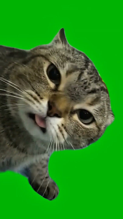 Staring Cat with Tongue Out – Green Screen Meme Template #greenscreen #cat #foryou #youtubeshorts