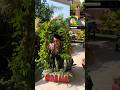 अपराजिता प्लाँट se आर्च कैसे बनाए #diy #garden#nature#gardening #plants#aprajita
