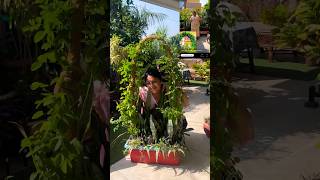अपराजिता प्लाँट se आर्च कैसे बनाए #diy #garden#nature#gardening #plants#aprajita