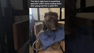 Ascs Xena At 12 Months, Owned By Devin G