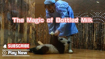 Wherever There Is Bottled Milk, There Are Baby Pandas | iPanda