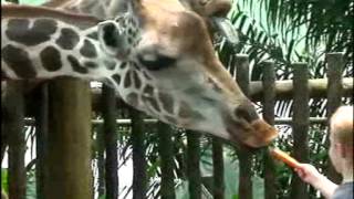 Сингапур, зоопарк, кормление жирафов. Singapore, zoo. Смешные и забавные животные. Сингапур, зоопарк, кормление жирафов. Singapore, zoo. Смешные и забавные животные.