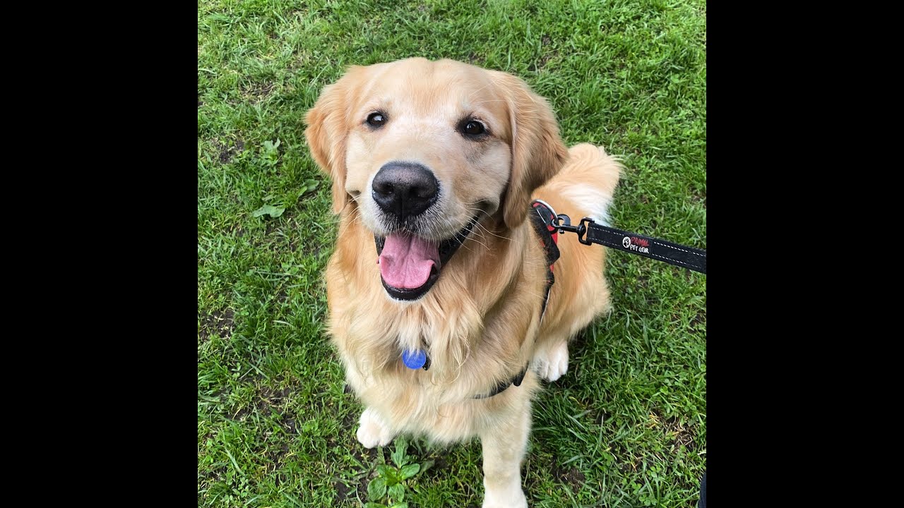 The Worst NACSW ELITE Search I Have Even Done YouTube the-worst-nacsw-elite-search-i-have-even-done-youtube