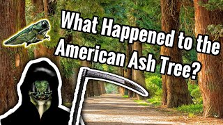 What Happened To The Ash Tree?