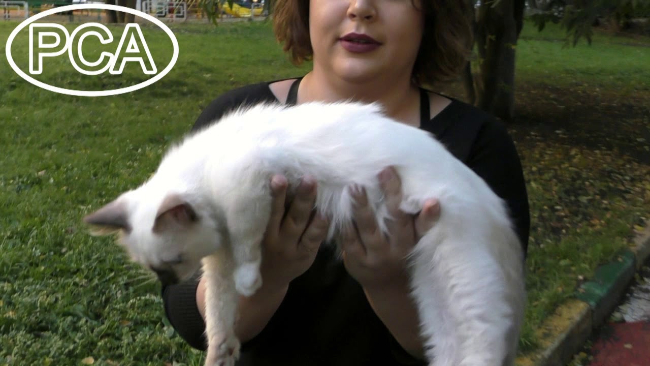 camera iphone 8 plus apk Клип №0703 - выставка кошек PCA online