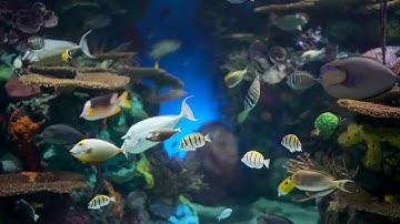 Morse code (cw) training with relaxing