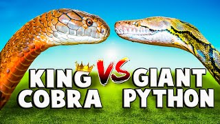 King Cobra VS Reticulated Python