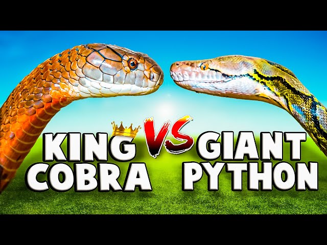 When the King Cobra Meets a Rock Python, Roundglass