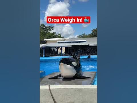 Killer whale weigh in on the scale! 🐳 #orca #seaworld #shorts - YouTube