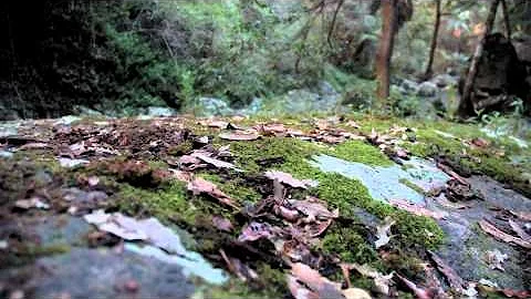 The Last Wild Koala by Meghan Halverson
