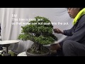 Azalea Bonsai named NYOHOUZAN 如峰山.PART 3. trim and repot.