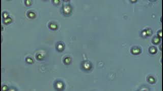 RCC2497 - Mamiellophyceae