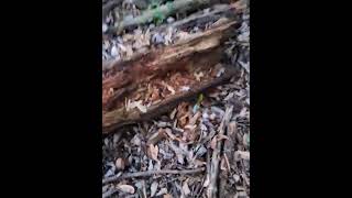 Dooin "Morel Searchin" Not "Morals" 🤣✊🏼🍻