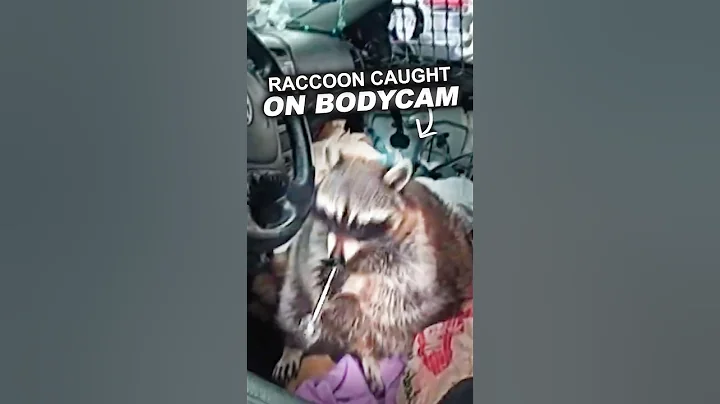 Police Catch Raccoon Using a M*th Pipe