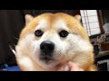 早起き自慢の柴犬より30秒早く起きると、こうなる。