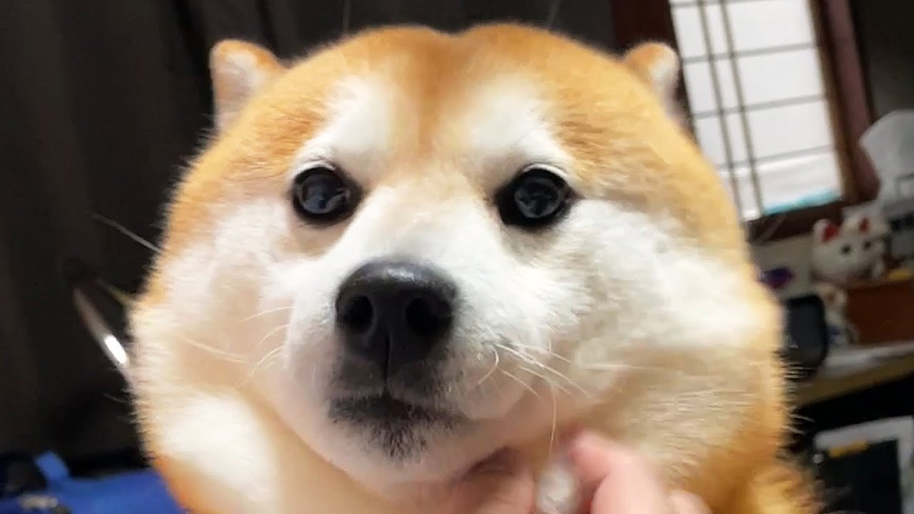 This is the result of a human waking up 30 seconds earlier than Shibe