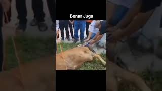 Download Lagu tutorial merobohkan sapi dan Juleha ( juru sembelih halal ) sang penasehat Al Masyithoh surabaya MP3 Download Lagu tutorial merobohkan sapi dan Juleha ( juru sembelih halal ) sang penasehat Al Masyithoh surabaya MP3